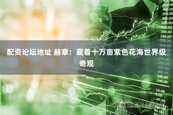 配资论坛地址 赫章：藏着十万亩紫色花海世界级奇观